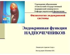 Эндокринная функция НАДПОЧЕЧНИКОВ