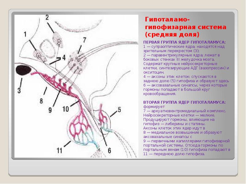 Схема взаимовлияния органов гипоталамо гипофизарной системы