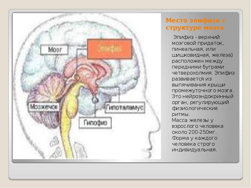 Киста эпифиза мозга. Строение мозга человека эпифиз. Шишковидное тело в головном мозге. Эпифиз Мазары.