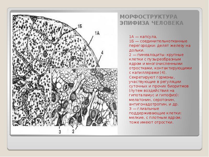 Эпифиз рисунок гистология