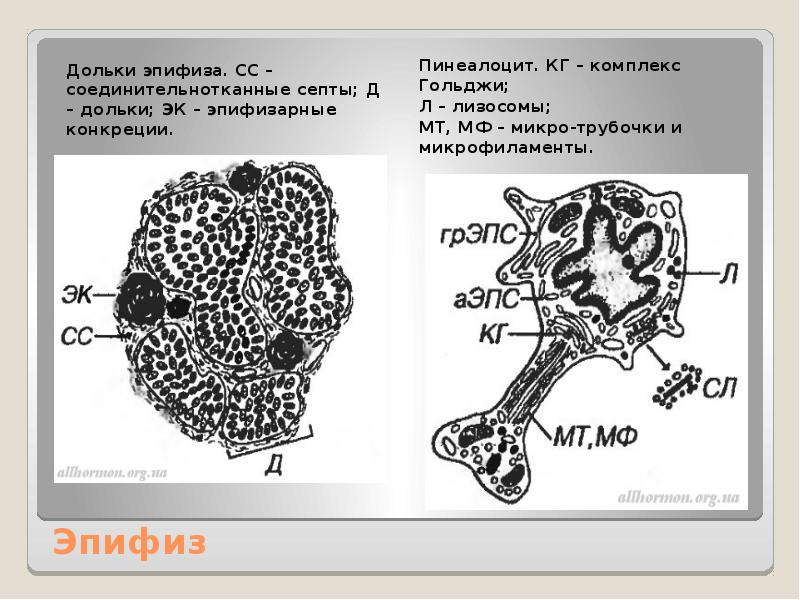 Эпифиз рисунок гистология