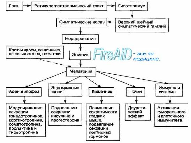 Гормоны эпифиза презентация