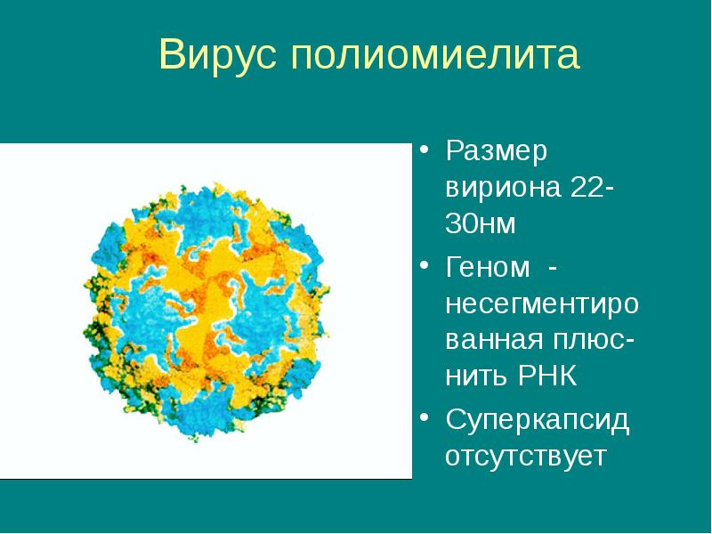 Вирус полиомиелита микробиология презентация