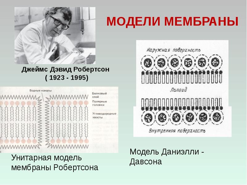 Модели мембран. «История изучения строения биологических мембран»;. Унитарная модель мембраны. Робертсон мембрана.