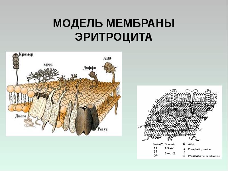 Модели мембран. Модель мембраны эритроцита. Модели изучения мембран. 3. Модели мембран..