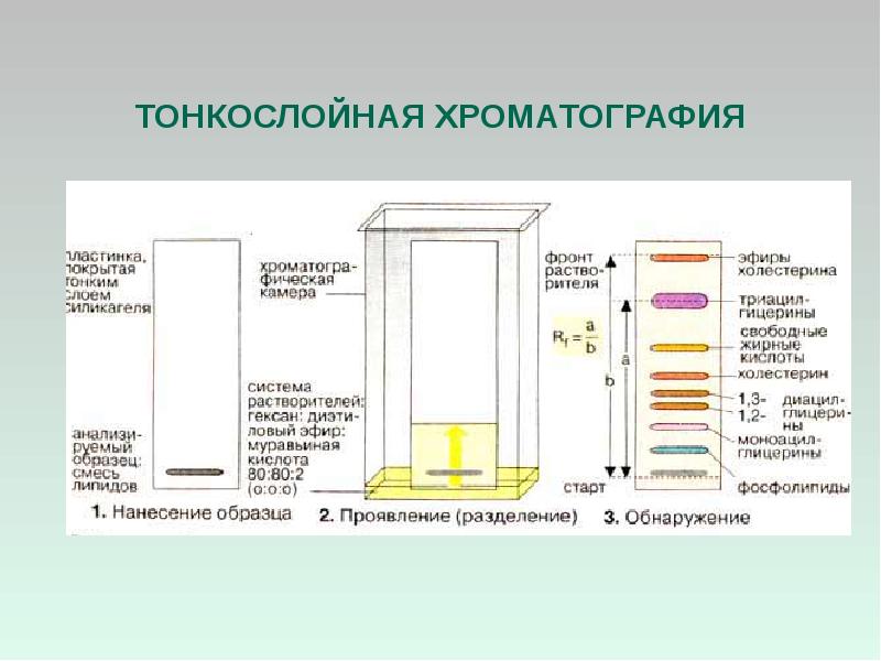 Тонкослойная хроматография презентация