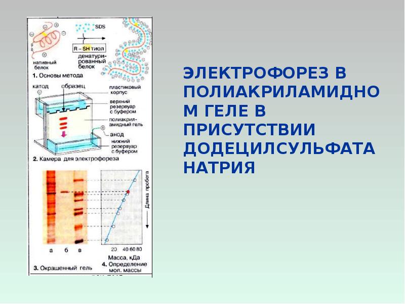 Электрофорез в полиакриламидном геле презентация