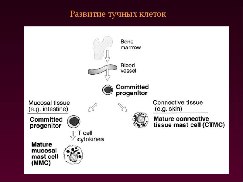 Тучные клетки воспаления. Тучные клетки. Гистогенез тучных клеток. Роль в иммунных процессах тучных клеток. Тучные клетки Ветеринария.