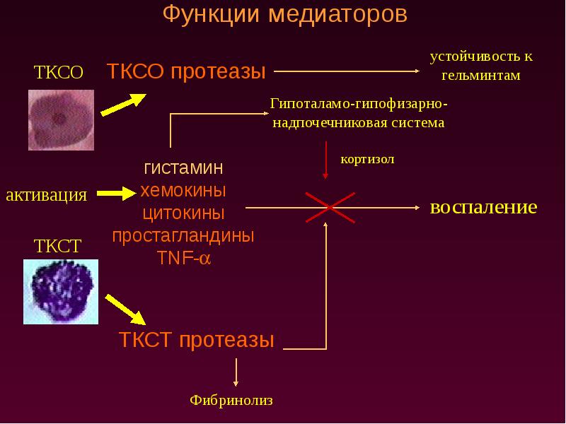 Презентация тучные клетки