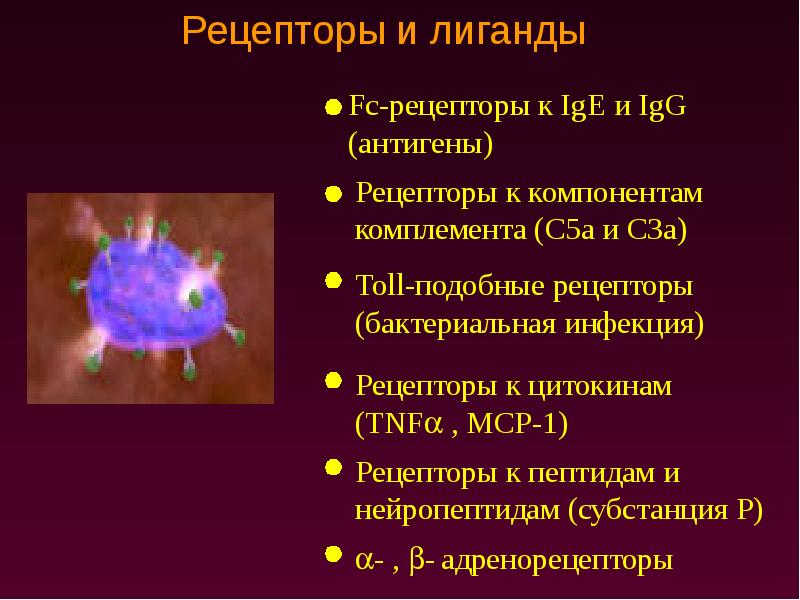 Рецепторы клетки. Тучные клетки имеют рецепторы. Рецепторы тучных клеток IGE IGG. FC рецепторы тучных клеток. Рецепторы базофилов и тучных клеток.