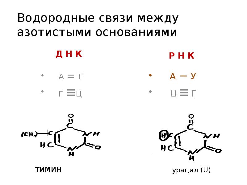 Соединение азотистых оснований. Азотистые основания водородные связи. Водородные связи между азотистыми основаниями. Комплементарные азотистые основания. Комплементарность азотистых оснований в РНК.
