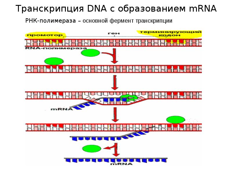 Концы днк и рнк. Транскрипция РНК схема. Транскрипция РНК схема биохимия. Схема транскрипции ДНК биохимия. Схема транскрипции ДНК И РНК биохимия.