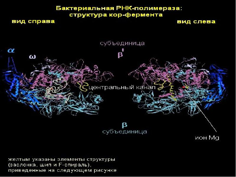 Рнк полимераза синтезирует. Строение РНК полимеразы у эукариот. Структура РНК полимеразы. РНК полимераза функция зажима. ДНК полимераза и РНК полимераза.