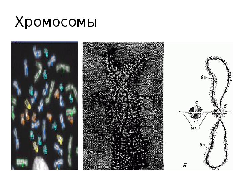 Рнк хромосомы. Хромосома-6. Расшифровка генетической информации. Дискретность наследственной информации это.