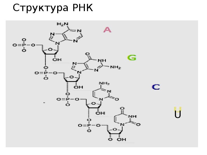 Структурная рнк. Первичная структура РНК строение. Первичная структура РНК формула. Первичная структура РНК биохимия. Фрагмент первичной структуры РНК.