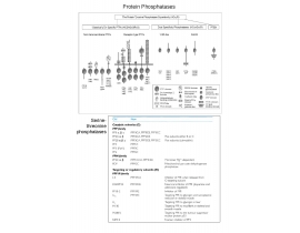 Phosphatases real