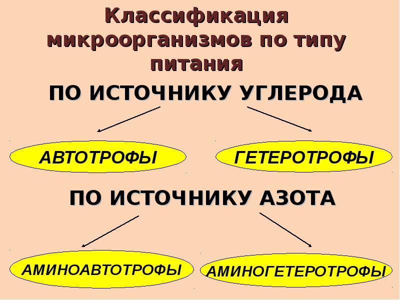 Презентация на тему физиология бактерий