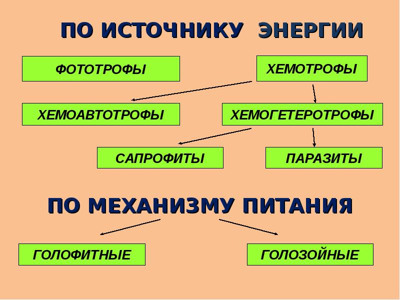 Презентация на тему физиология бактерий