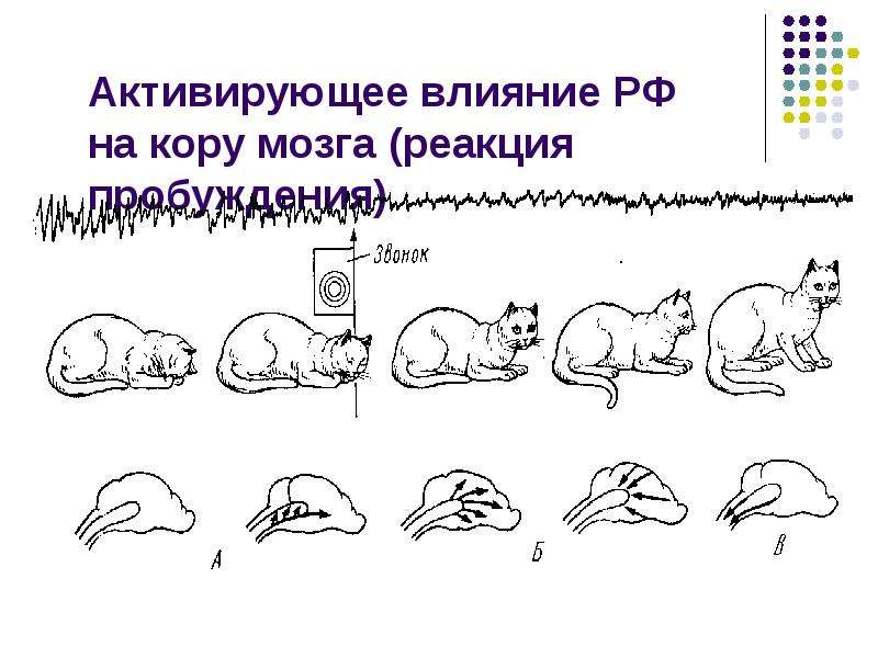 Высшая нервная деятельность тест класс