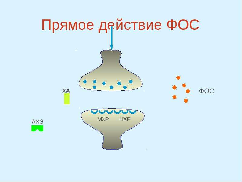 Прямое действие