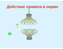 Действие синапса в норме