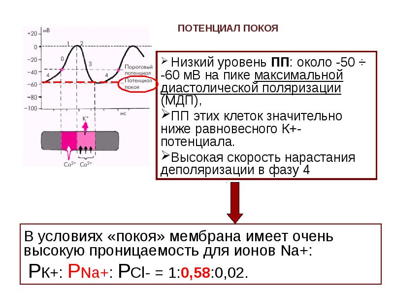 Потенциалом действия обладают. Потенциал действия и потенциал покоя клетки. Потенциал покоя схема. График мембранного потенциала. Физиология величина мембранного потенциал покоя.