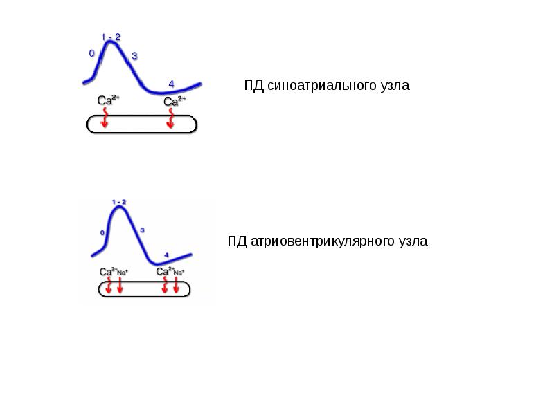 Цели пд. Потенциал действия синоатриального узла. Пд клеток синоатриального узла. Фазы потенциала действия синоатриального узла. График потенциала действия синоатриального узла.