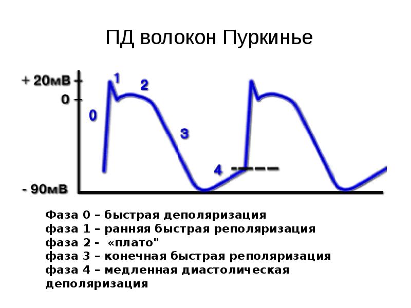 Пд л. Фазы потенциала действия волокон Пуркинье. Схема потенциала действия волокна Пуркинье. Потенциал действия волокон Пуркинье. Потенциал действия клеток Пуркинье.