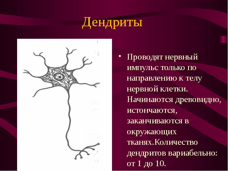 Дендриты Проводят нервный импульс только по направлению к телу нервной клетки. Начинаются древовидно