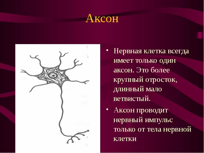 Аксон Нервная клетка всегда имеет только один аксон. Это более крупный отросток, длинный мало ветвис