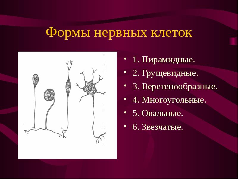 Формы нервных клеток 1. Пирамидные. 2. Грущевидные. 3. Веретенообразные. 4. Многоугольные. 5. Овальн