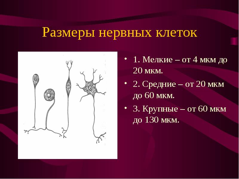 Размеры нервных клеток 1. Мелкие – от 4 мкм до 20 мкм. 2. Средние – от 20 мкм до 60 мкм. 3. Крупные