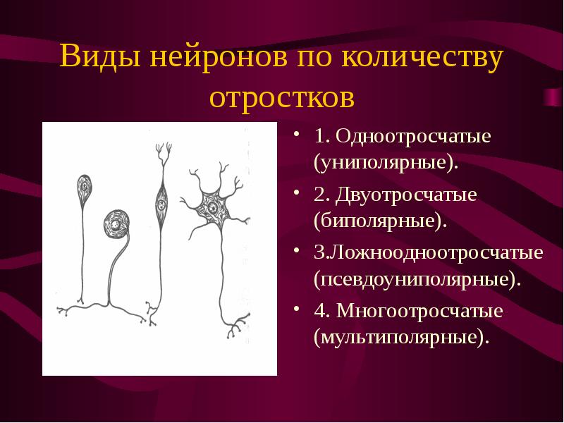 Виды нейронов по количеству отростков 1. Одноотросчатые (униполярные). 2. Двуотросчатые (биполярные)