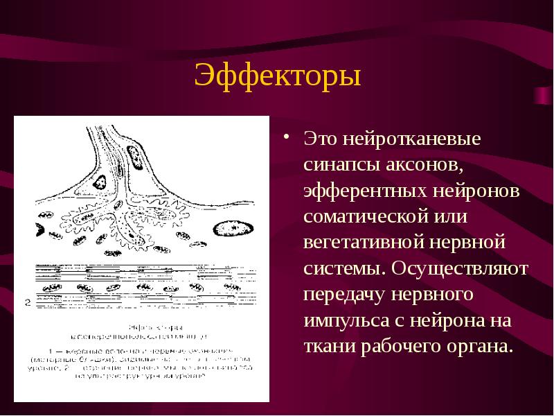 Передача нервного импульса через синапс рисунок