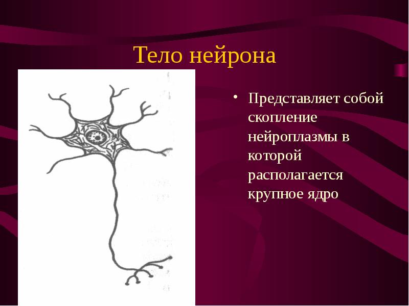 Тело нейрона Представляет собой скопление нейроплазмы в которой располагается крупное ядро