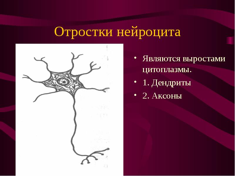 Отростки нейроцита Являются выростами цитоплазмы. 1. Дендриты 2. Аксоны