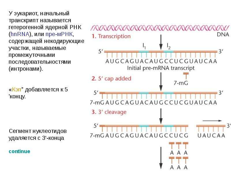 Разрушение рнк. Структура м РНК У эукариот. Функции ИРНК У эукариот. Структура матричной РНК эукариот. Транскрипция МРНК.