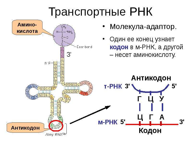 Строение схема рнк