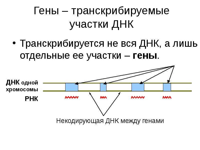 Транскрибируемая цепь. Участок ДНК. Участки Гена. Участок в генах. Информационные и неинформационные участки ДНК.