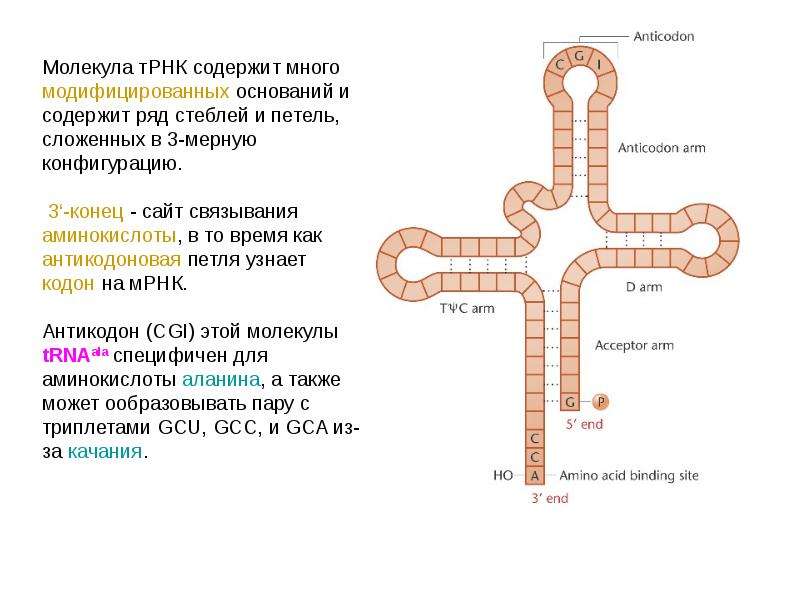 Триплет транспортной рнк. Функции антикодоновой петли ТРНК. Молекула ТРНК. Дигидроуридиловая петля ТРНК. Центральная петля т РНК.