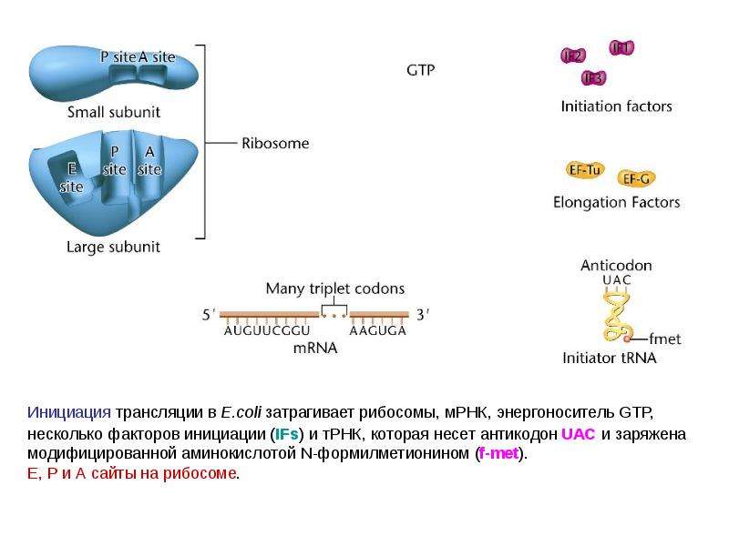 Расстояние между аминокислотами. Транскрипция рибосомы. Инициация транскрипции. Инициация рибосом. Рибосомы участвуют в транспорте аминокислот.
