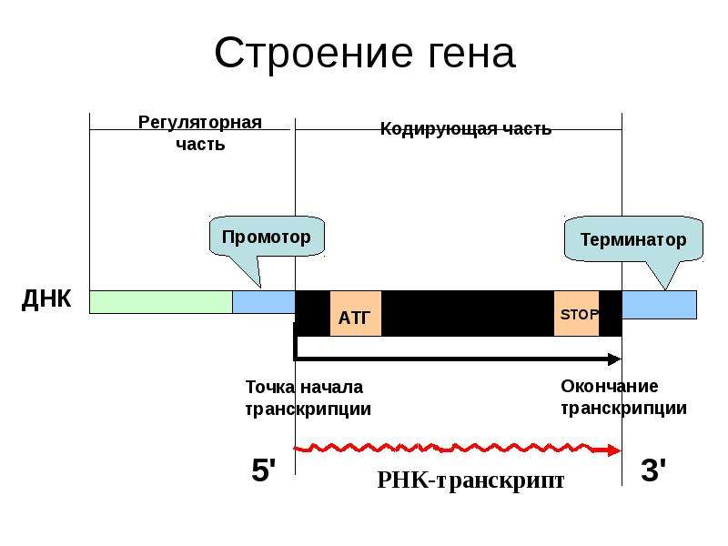 Ген строение гена. Структура Гена промотон. Структура Гена промотор. Промотор Гена эукариот. Структура Гена эукариот схема.