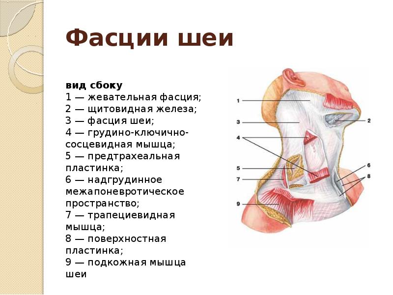 Шейная фасция