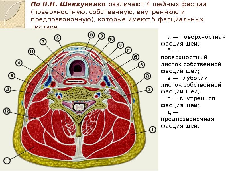 Фасции шеи рисунок