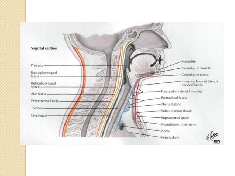 Фасции головы и шеи. Os suprasternale. Which fascia number of the Neck directly Covers the Thyroid Gland.