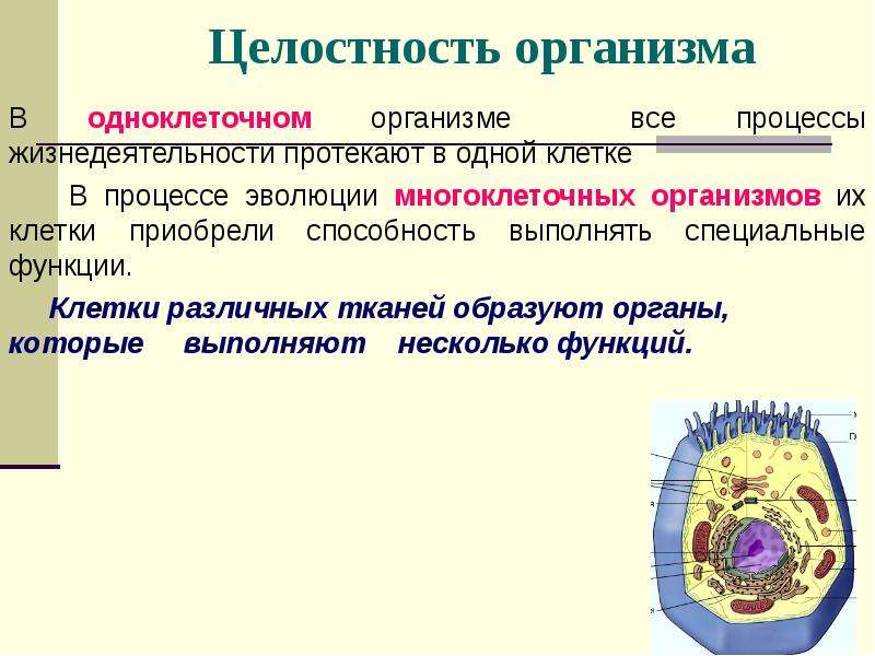 Процесс увеличения клетки. Клетки многоклеточного организма. Процессы в клетке. Основные процессы в клетке. Процессы которые обеспечивают целостность клетки.