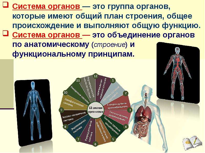 Значение систем организма. Системы органов. Органы и системы органов. Система органов органы системы. 12 Систем организма.