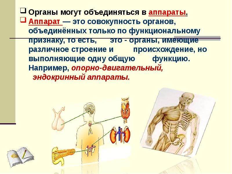 Совокупность органов. Аппараты органов. Аппарат совокупность органов имеющих. Органы объединены в. Аппарат это совокупность органов имеющих различное строение.