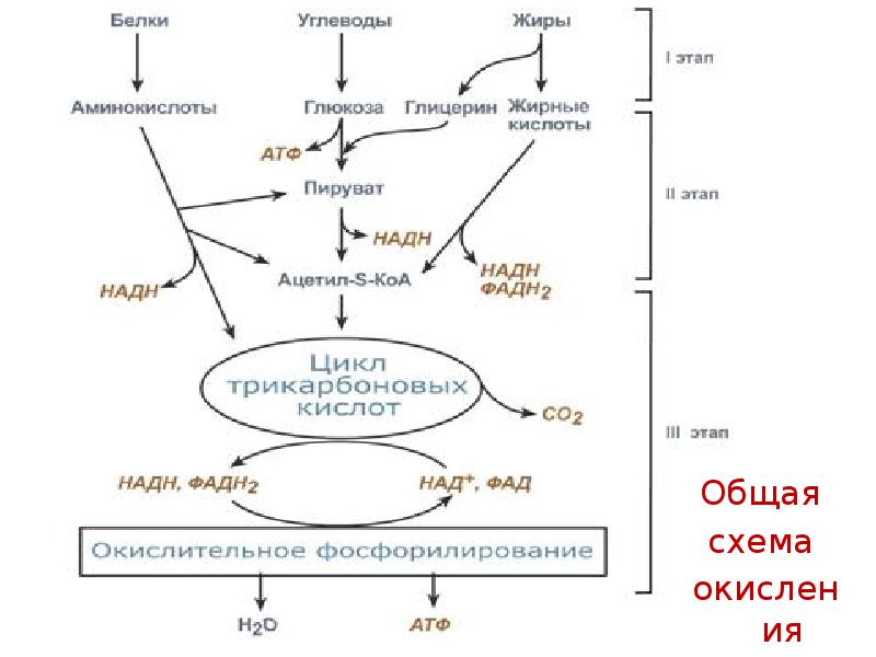 Синтез белков и углеводов. Общий путь катаболизма биохимия схема. Общая схема катаболизма питательных веществ. Общая схема катаболизма белков, жиров, углеводов. Общая схема катаболизма основных питательных веществ.