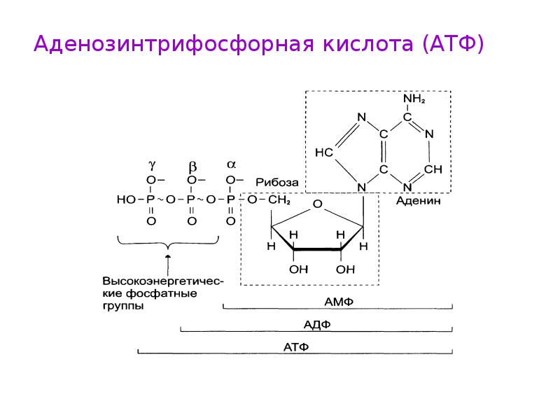 Рисунок молекулы атф. Схема образования АТФ. АТФ аденозинтрифосфорная кислота. Рибоза в АТФ. АТФ биохимия.